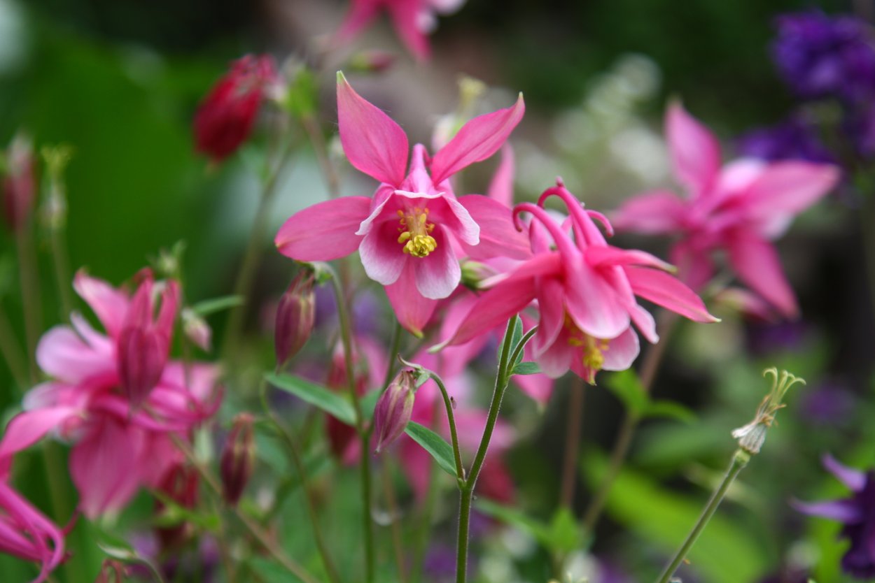 Аквилегия MCKANA Hybrids