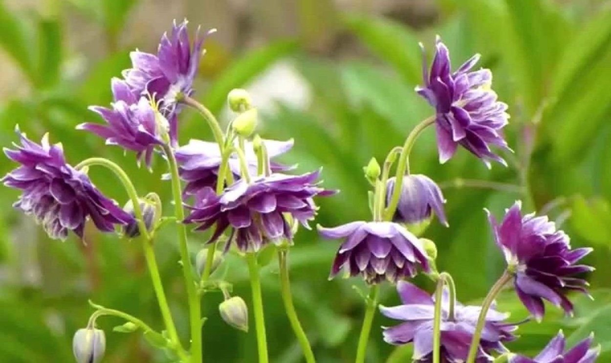 Аквилегия водосбор Орлик