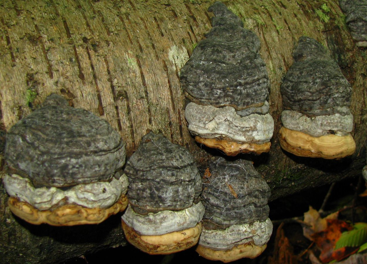 Гриб fomes officinalis