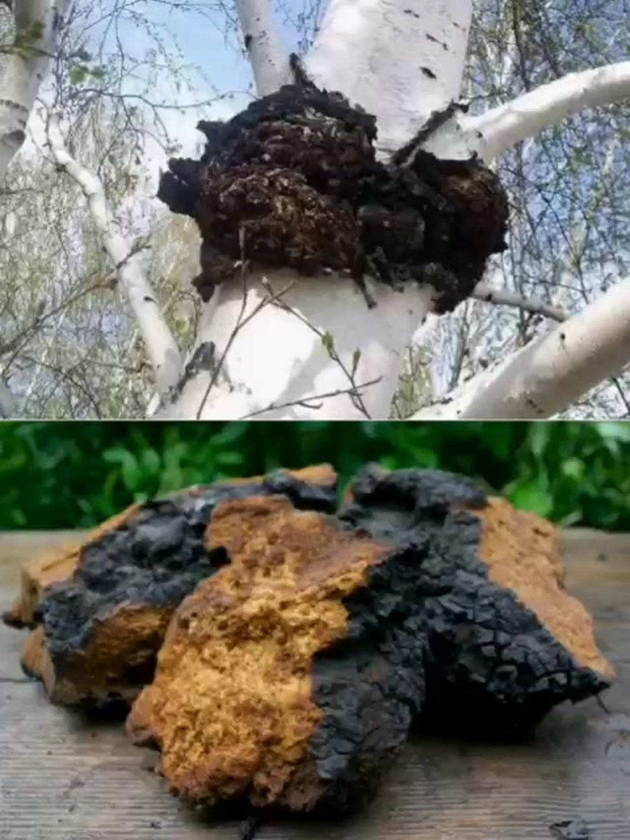 Чага (березовый гриб)