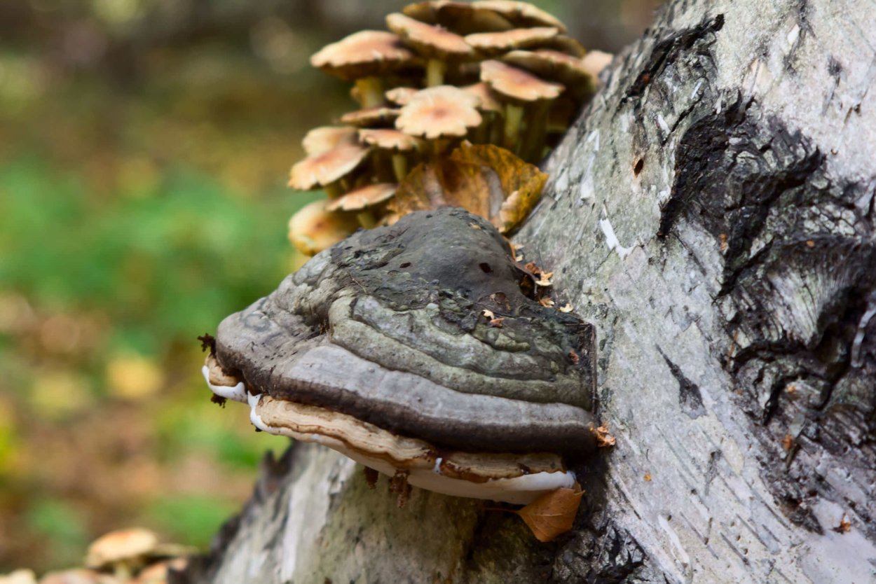 Гриб на Березе