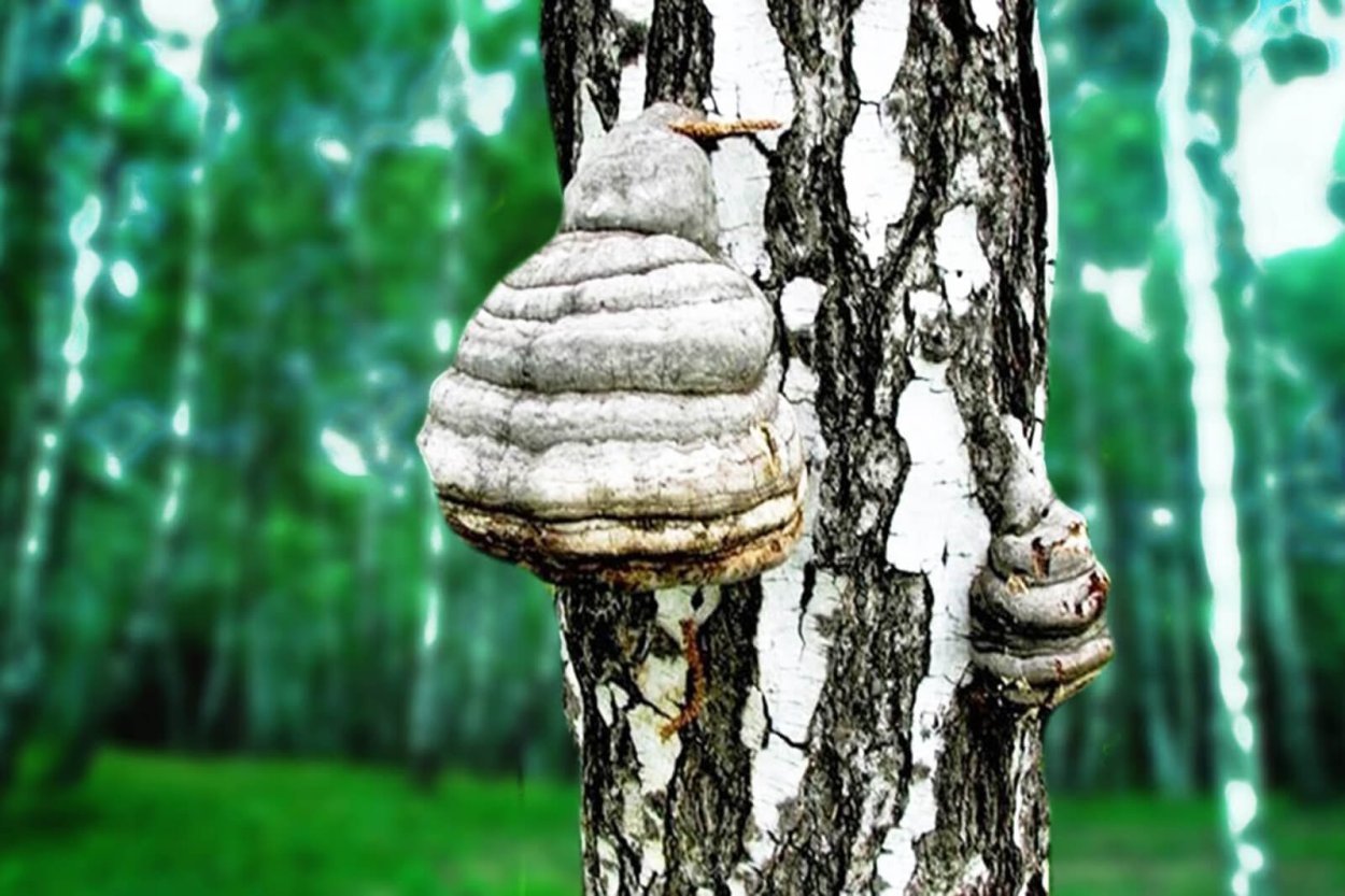 Чага на Березе