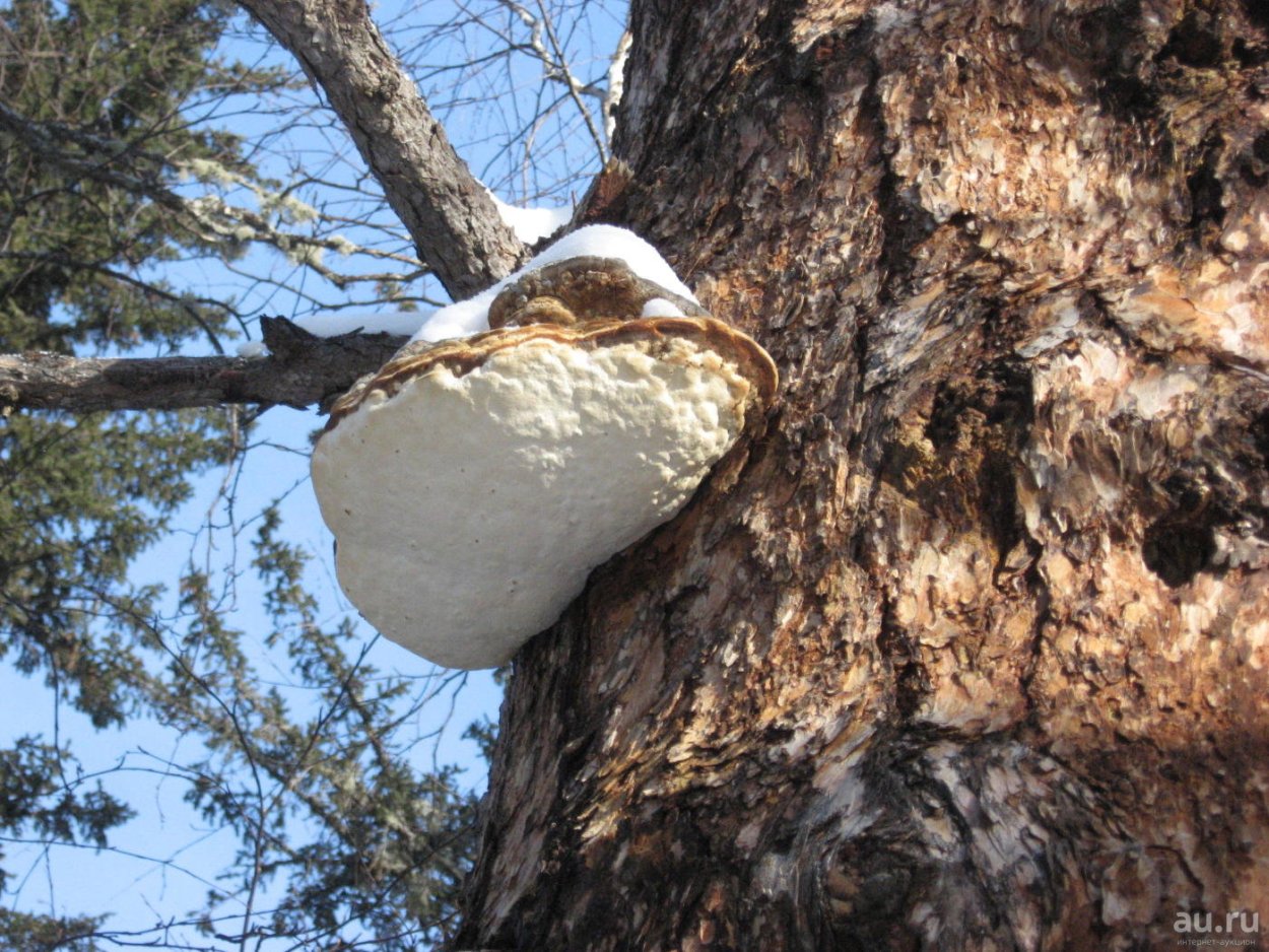 Чага сувель и кап