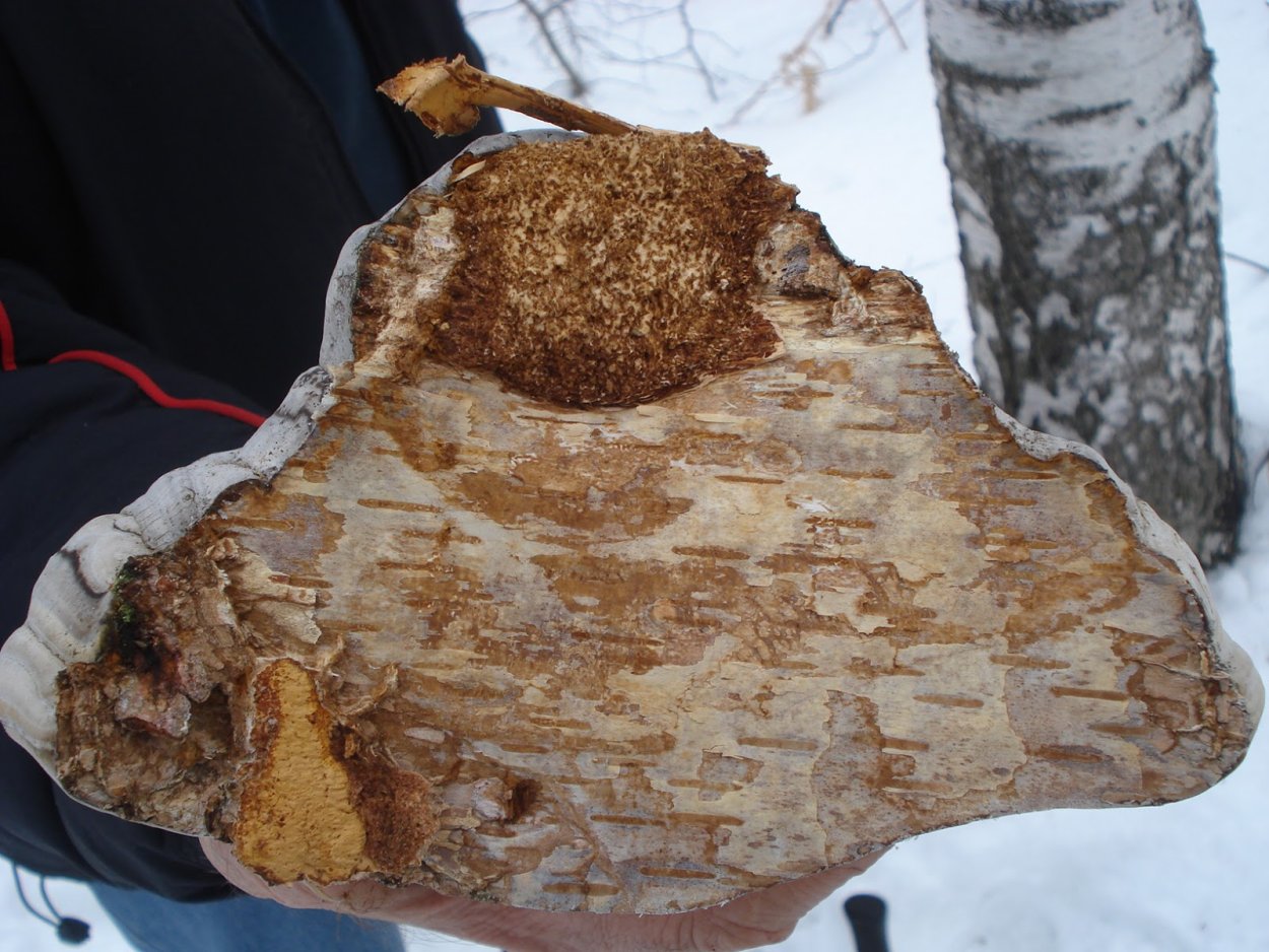 Чага облако