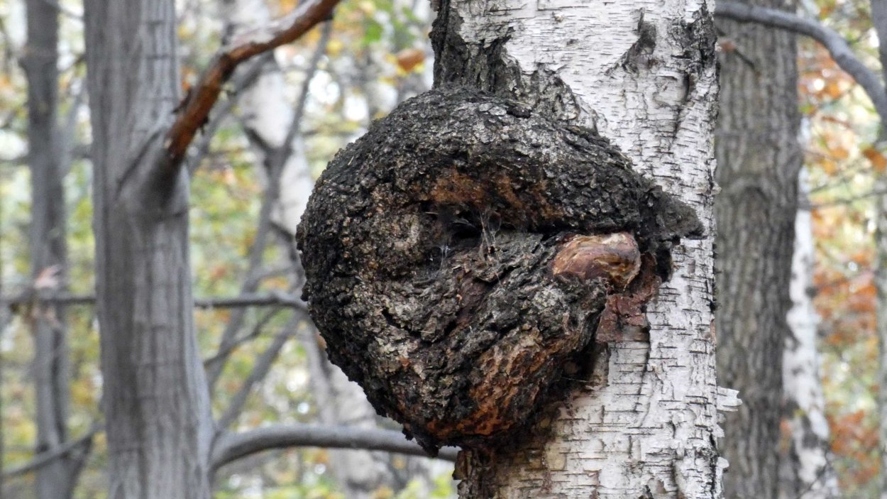 Чага брикеты