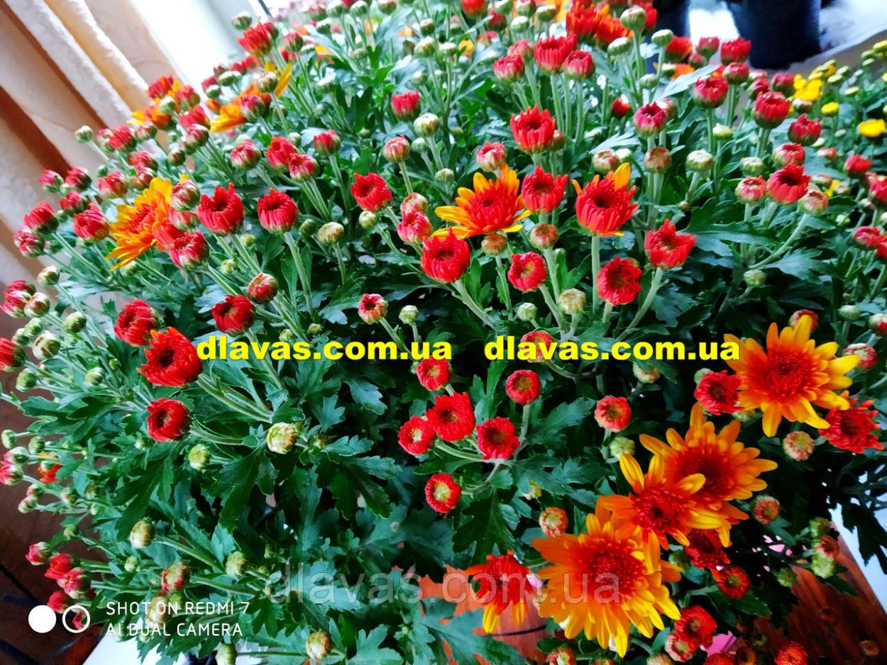 Хризантема мультифлора Шерон