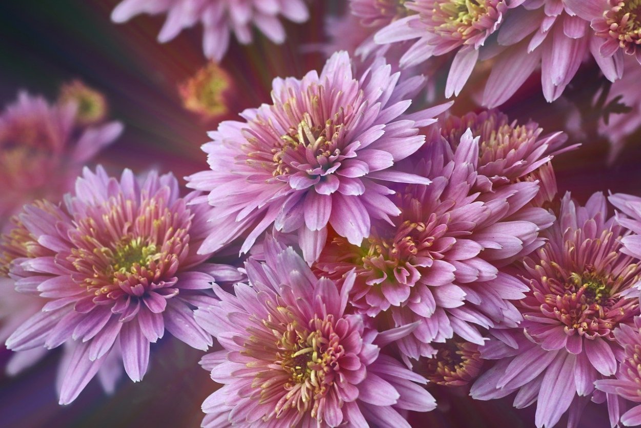 Хризантема Розалинда