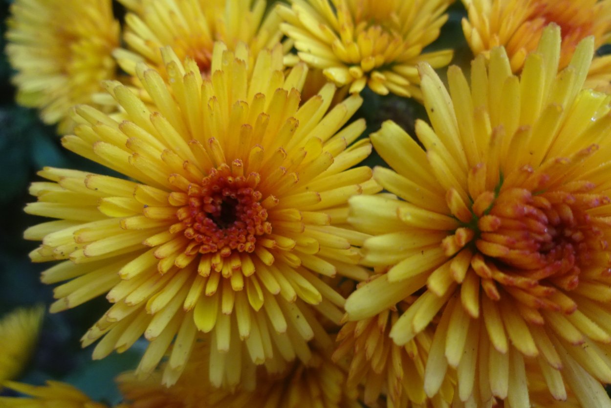 Хризантема Шерон пептид