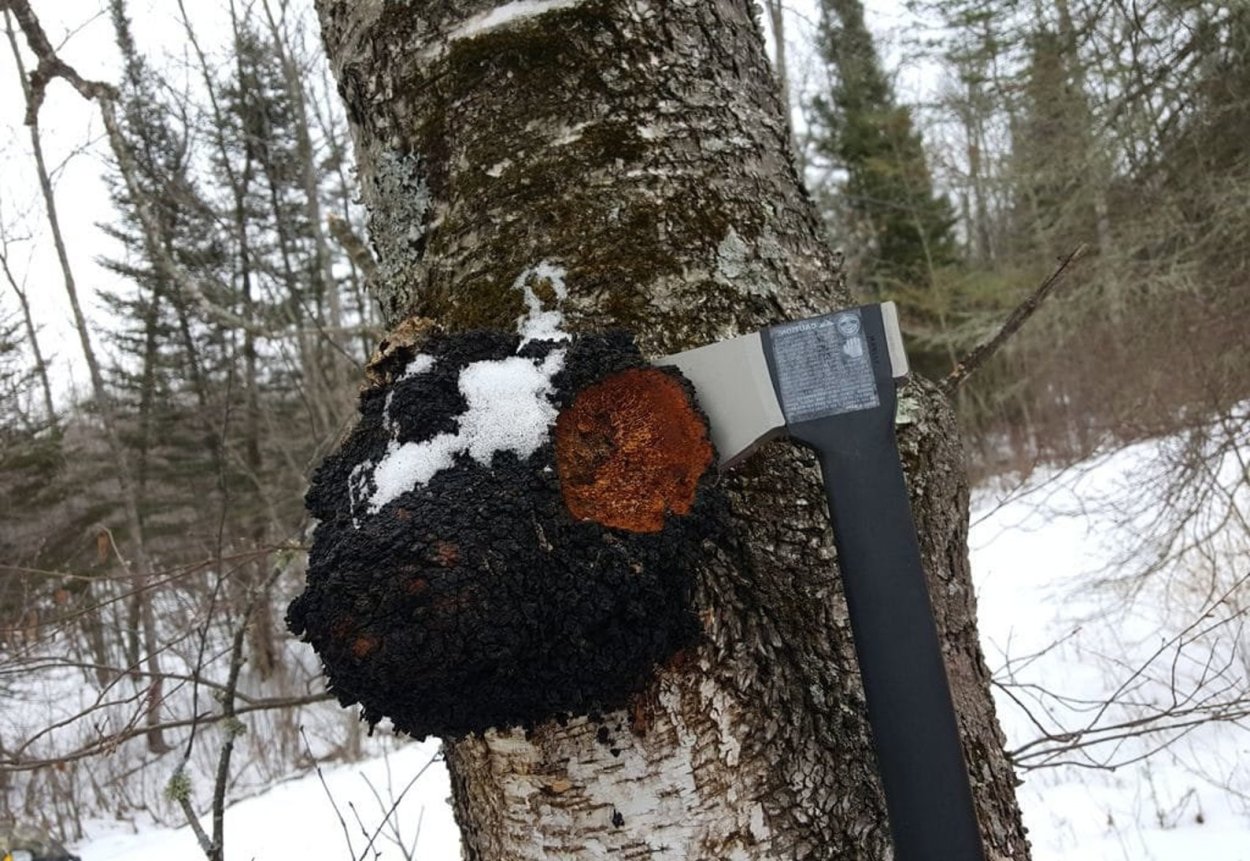 Чага Березовая