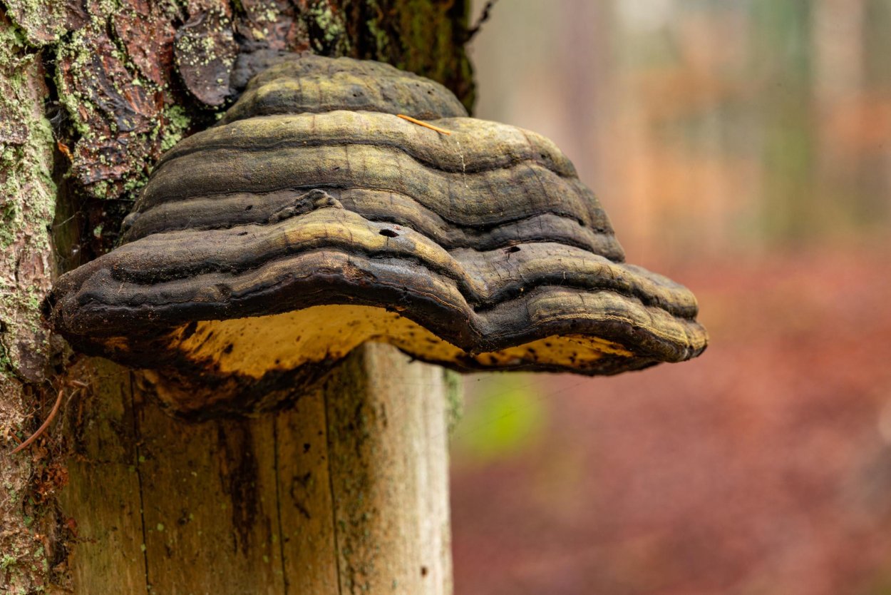 Древесный гриб чага