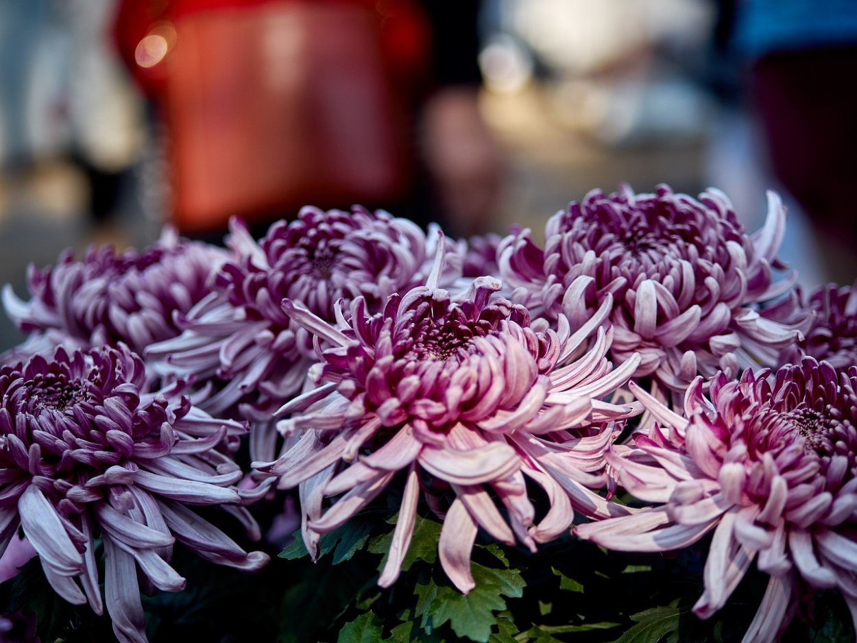 Энона Хризантема корейская