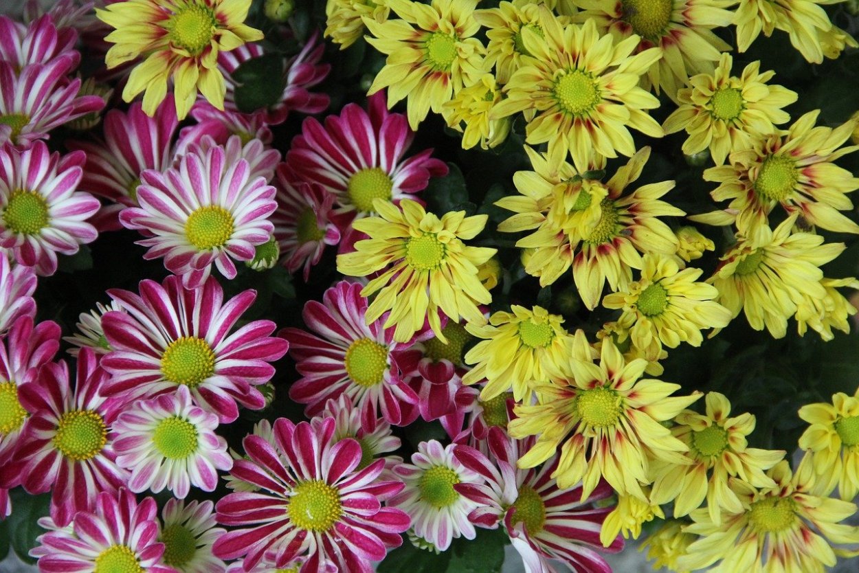 Хризантема мультифлора Дафна