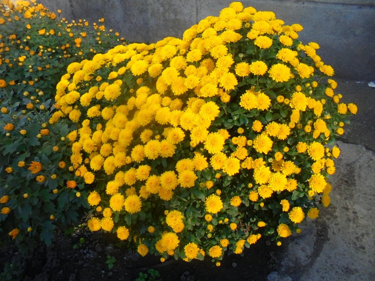 Хризантема мультифлора Шерон пептид