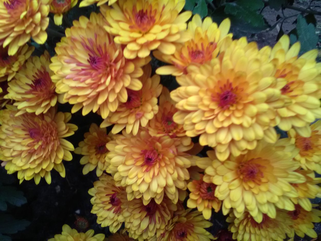 Хризантема корейская Гомпи Пинк