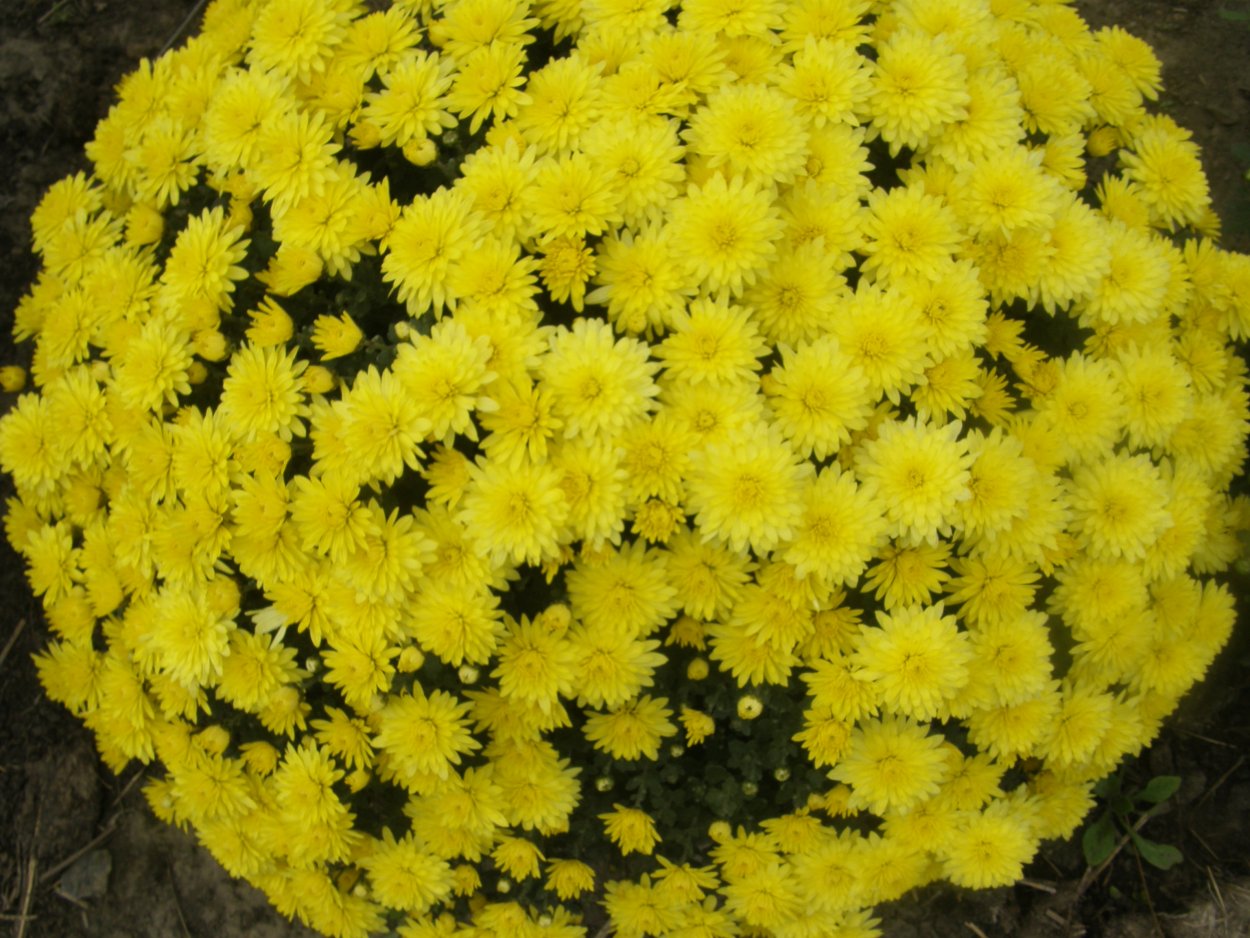 Хризантема мультифлора Мишель