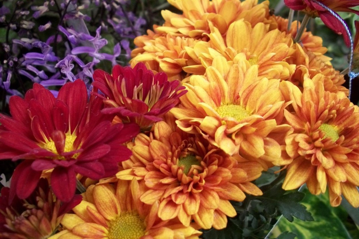 Хризантема корейская Вересневый бисер