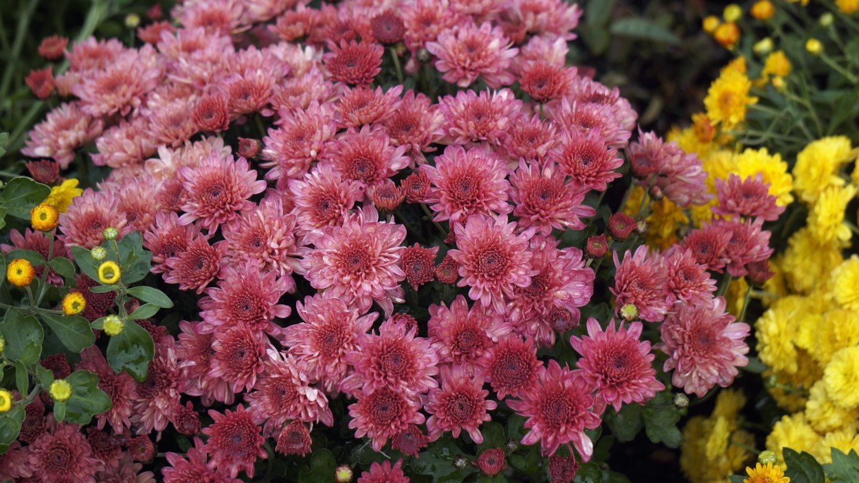 Хризантема Густав