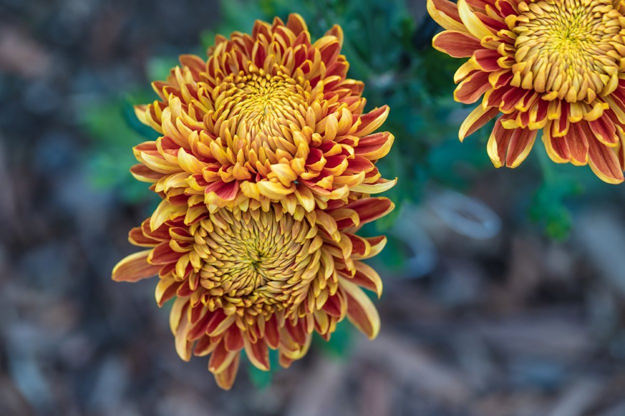 Хризантема мультифлора Плутон