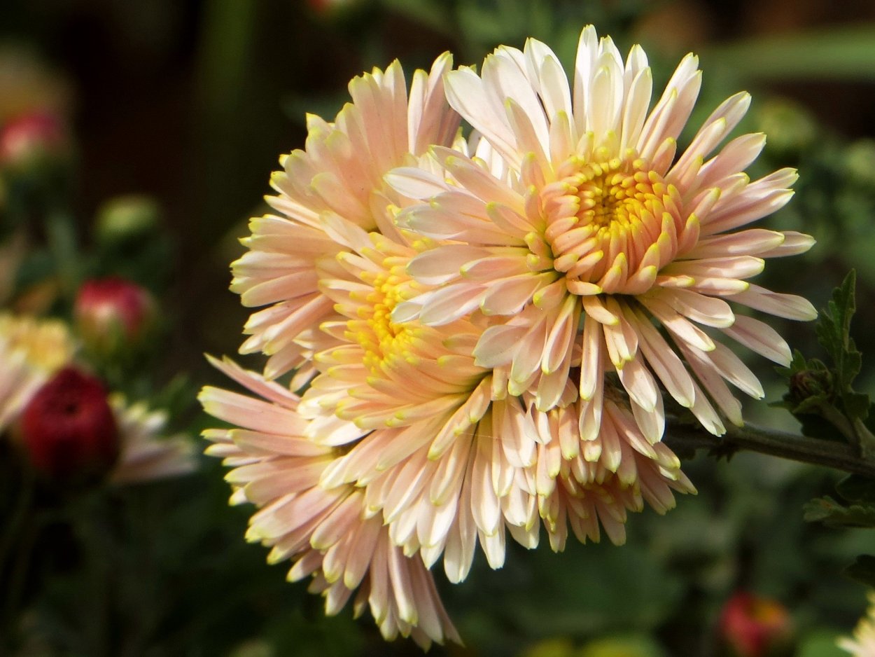 Хризантема корейская Ярославна