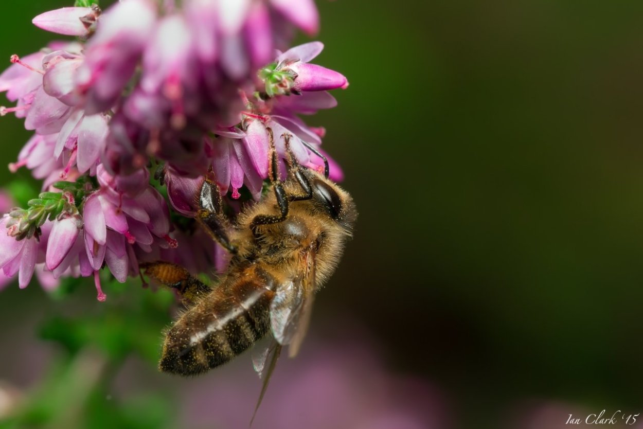 Лофант фенхельный
