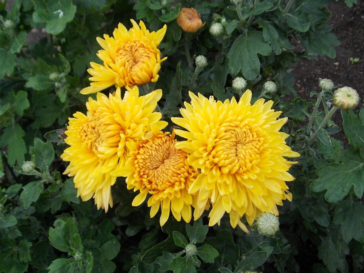 Хризантема &#96;мультифлора&#96; &#96; Balios&#96;