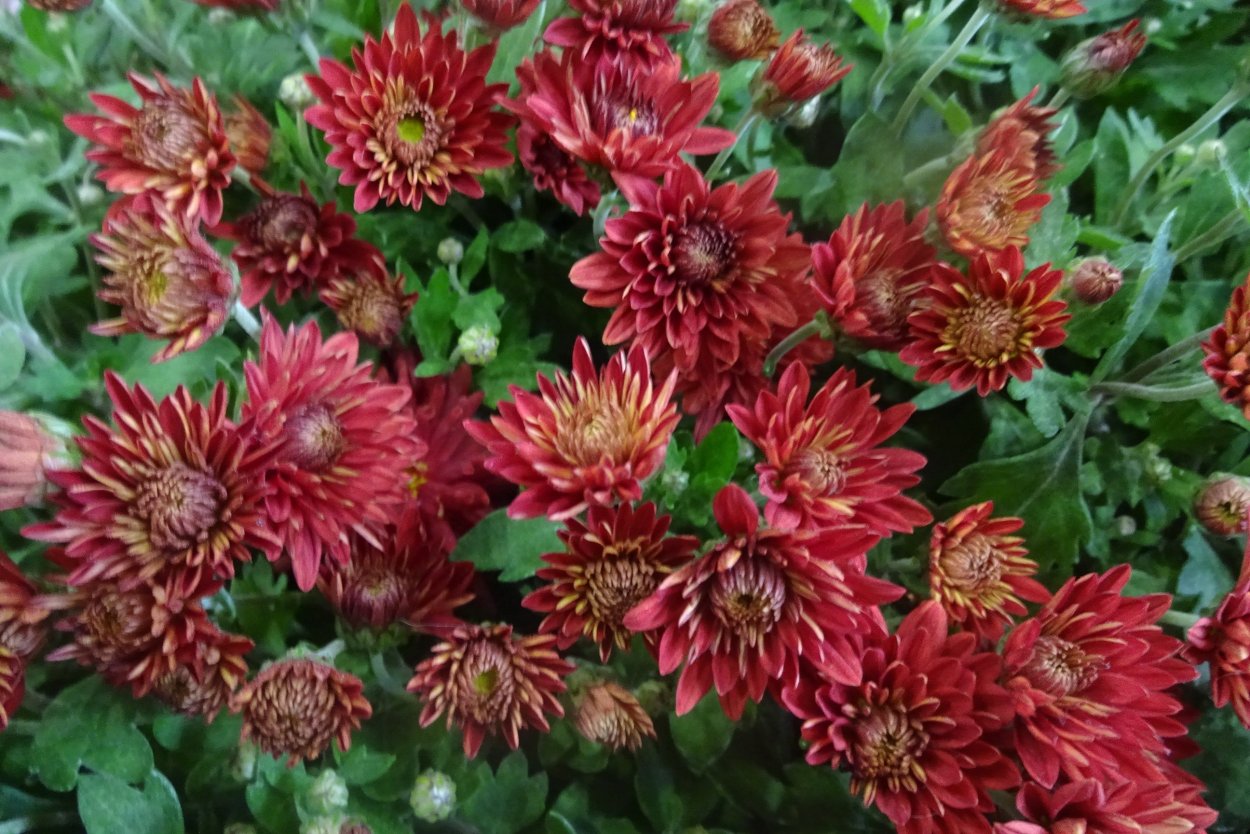 Хризантема мультифлора помпонная