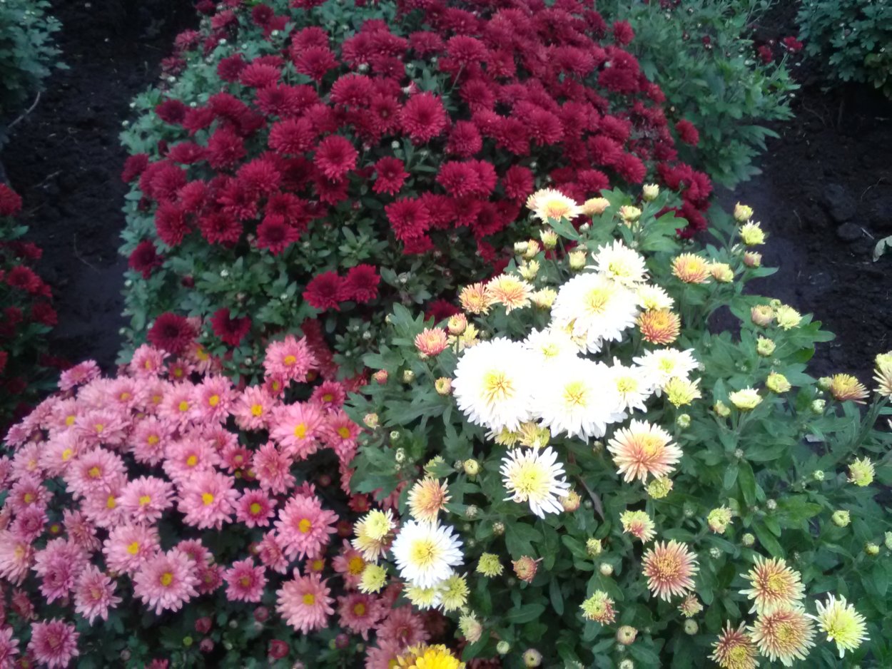 Хризантема мультифлора Бранбич оранж