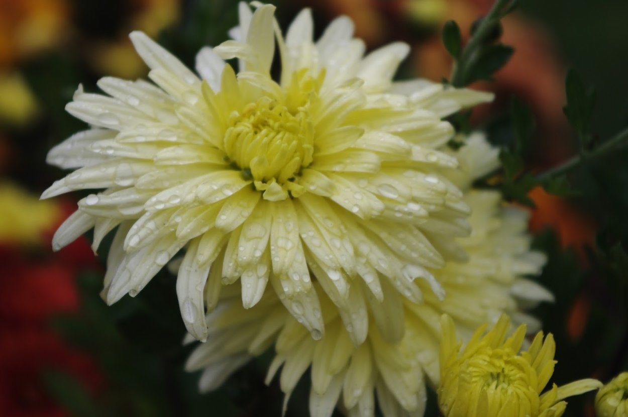 Сорт хризантемы мадам Шер