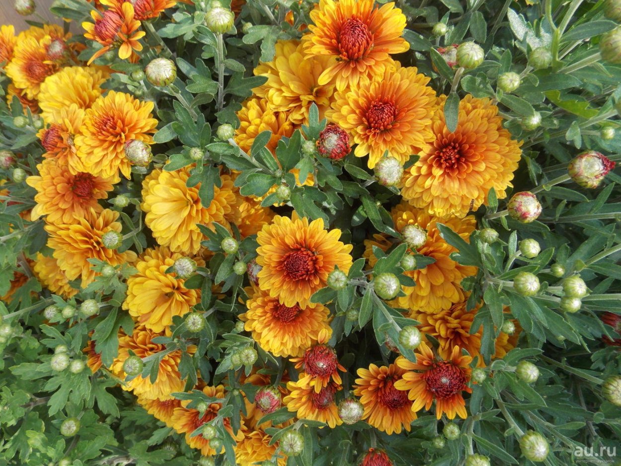 Хризантема &#96;мультифлора&#96; &#96; Balios&#96;