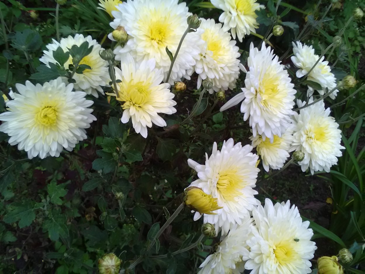 Хризантема мультифлора Балиос