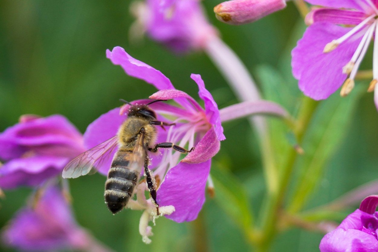 Многолетник медоносный