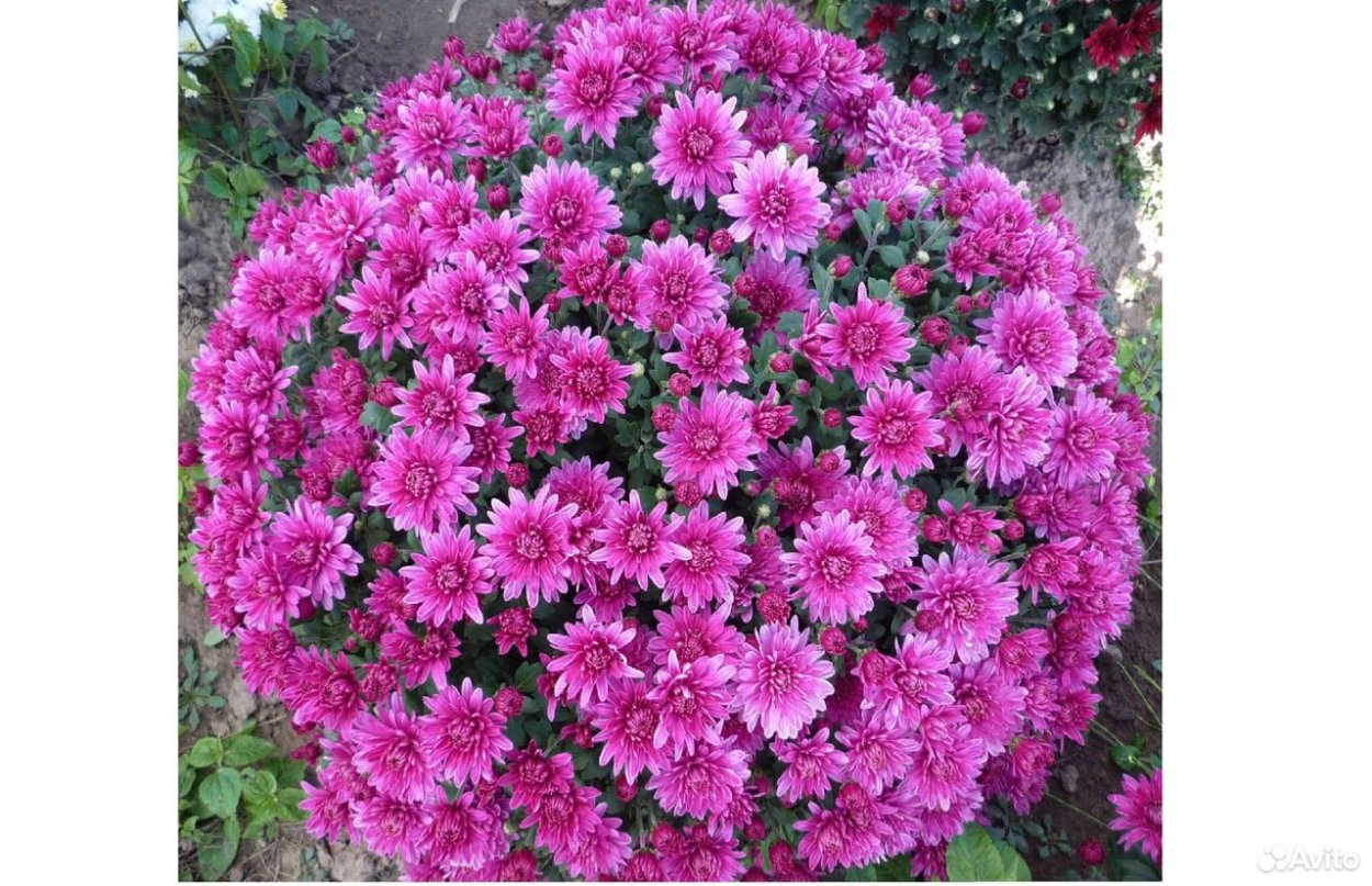 Хризантема оранж Стар