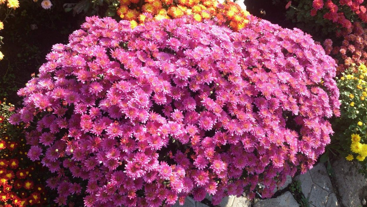 Хризантема мультифлора Балиос