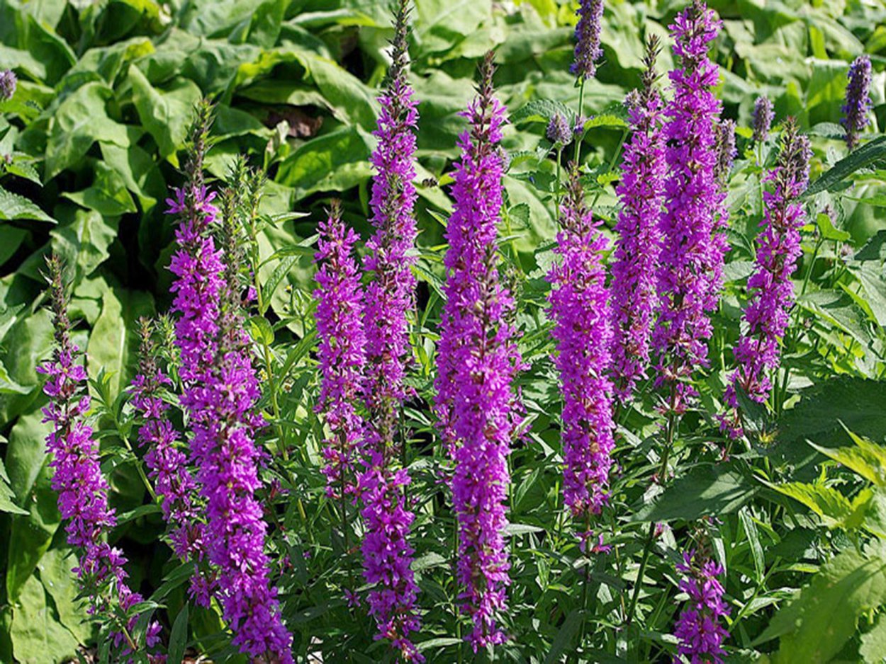 Медоносные травы для пчел