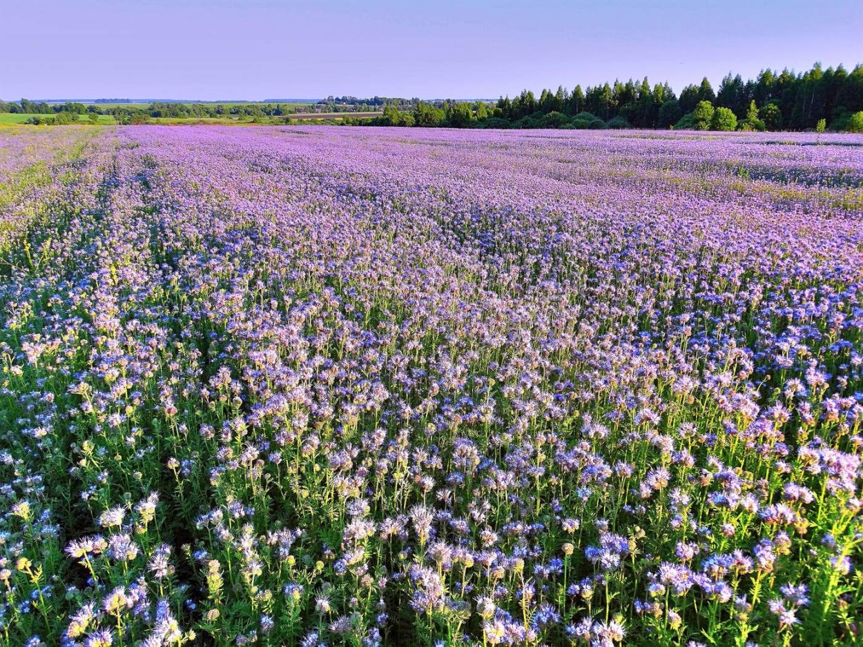 Медонос растение иссоп
