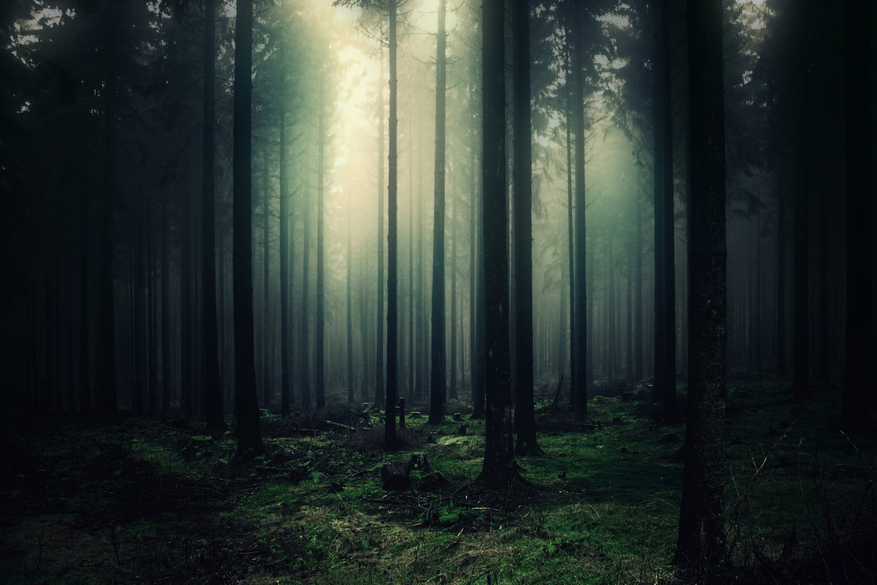Темный лес HD