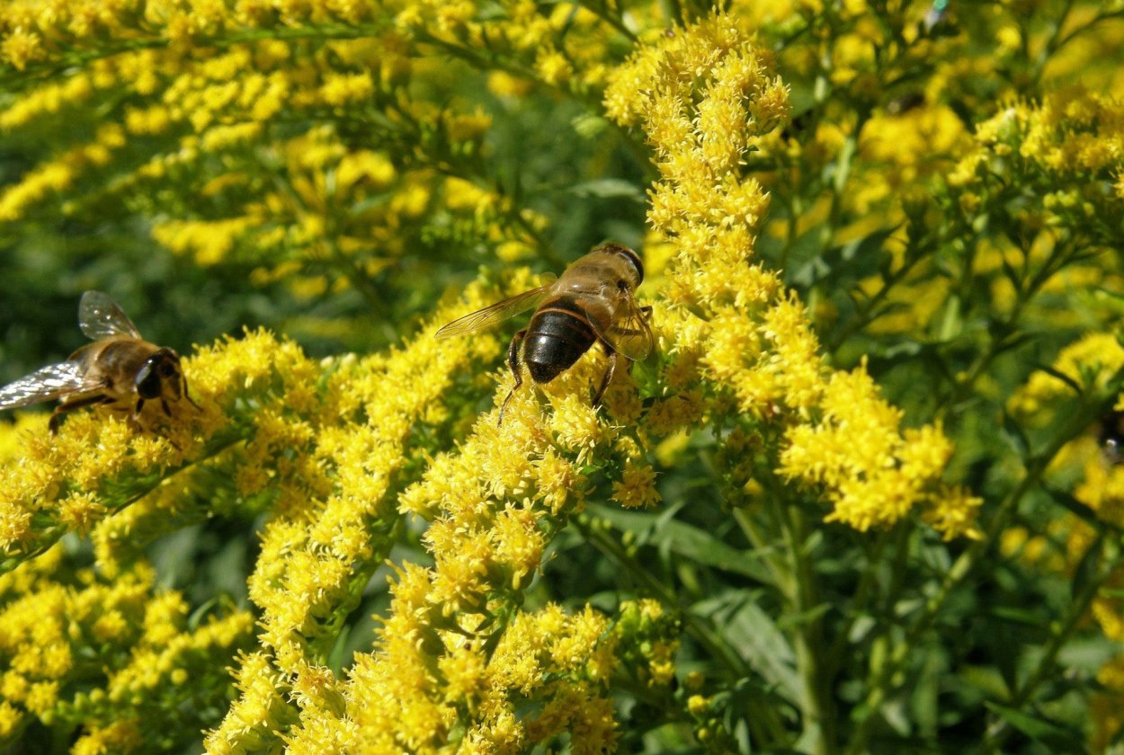 Цветы медоносы для пчел