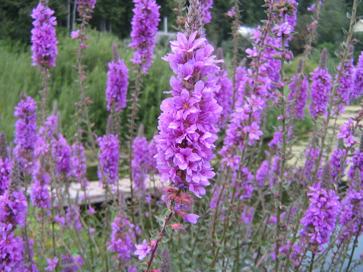 Дербенник иволистный леди Сэквилл
