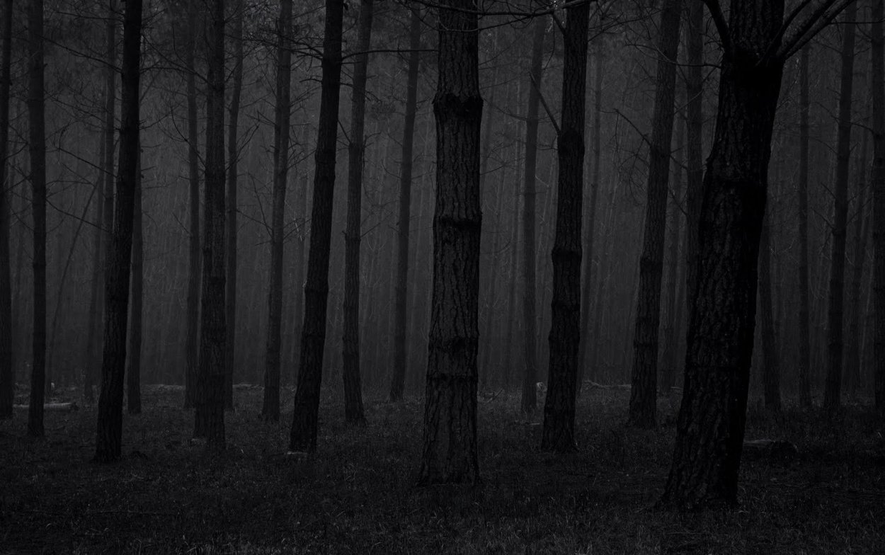 Лес темный страшный