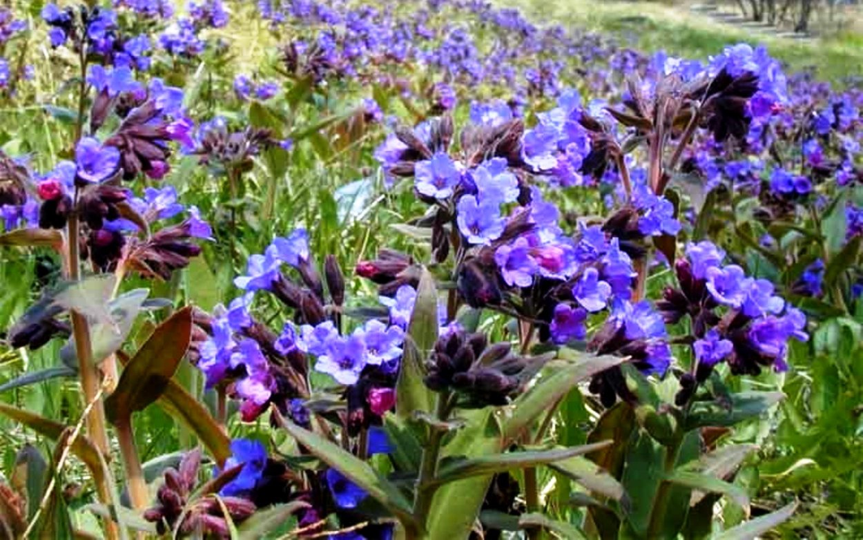 Дербенник иволистный