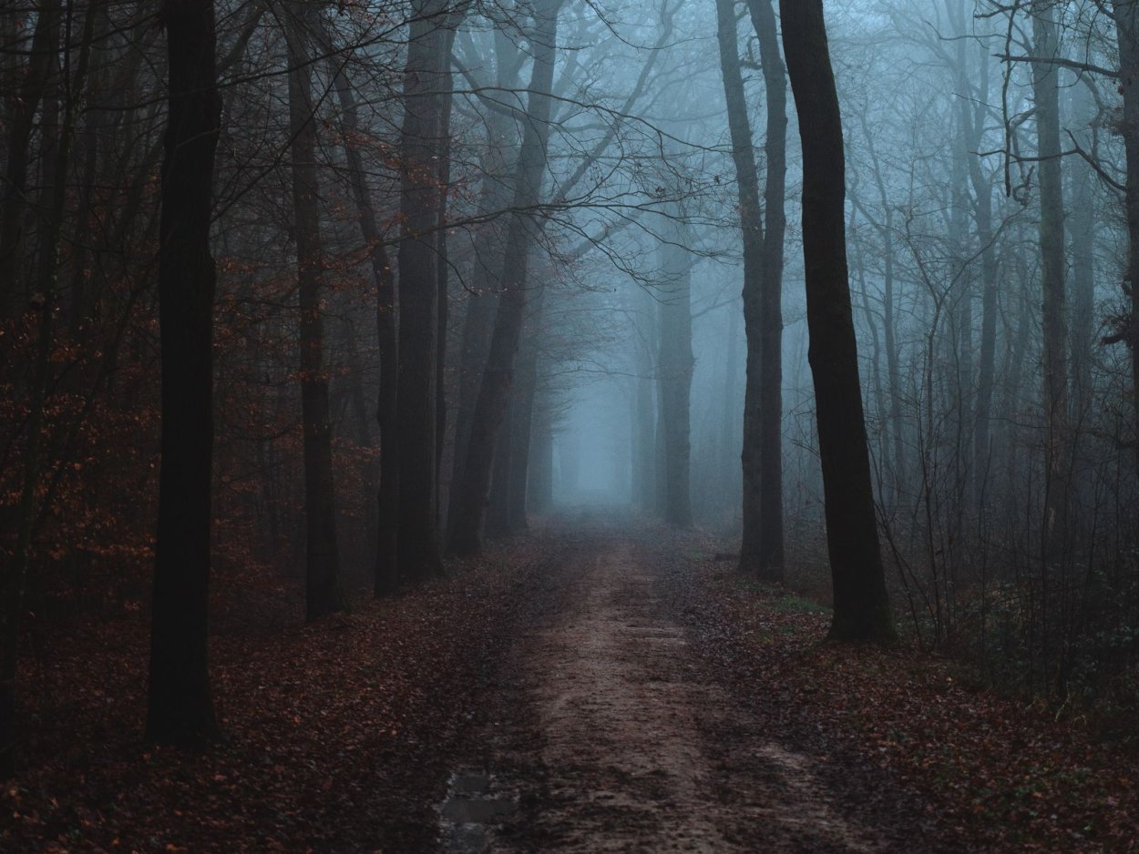 Лес в тумане