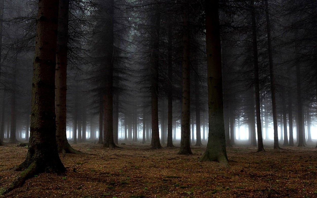 Дарк Форест густой лес