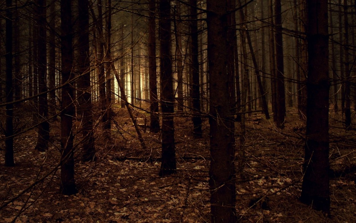 Темные леса