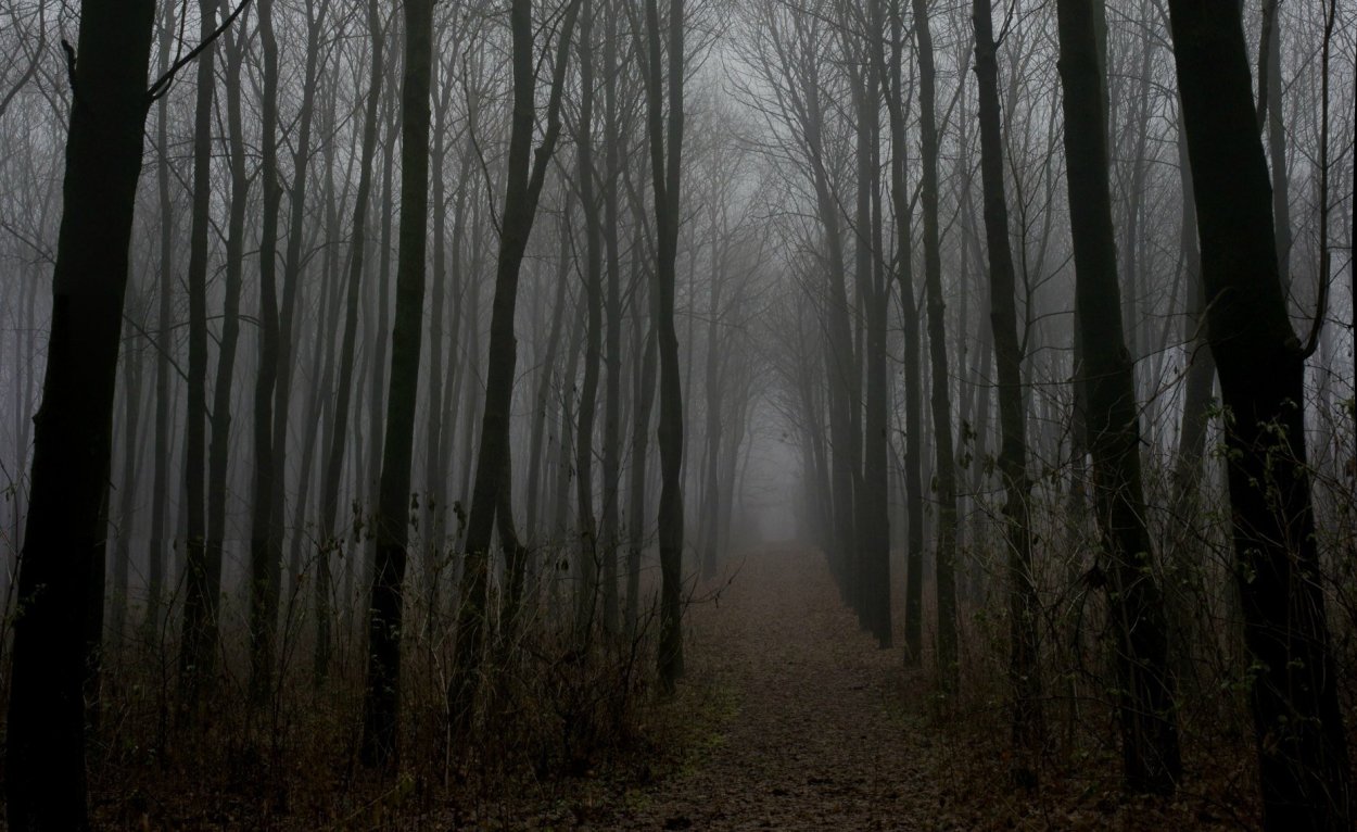 Темный лес в тумане