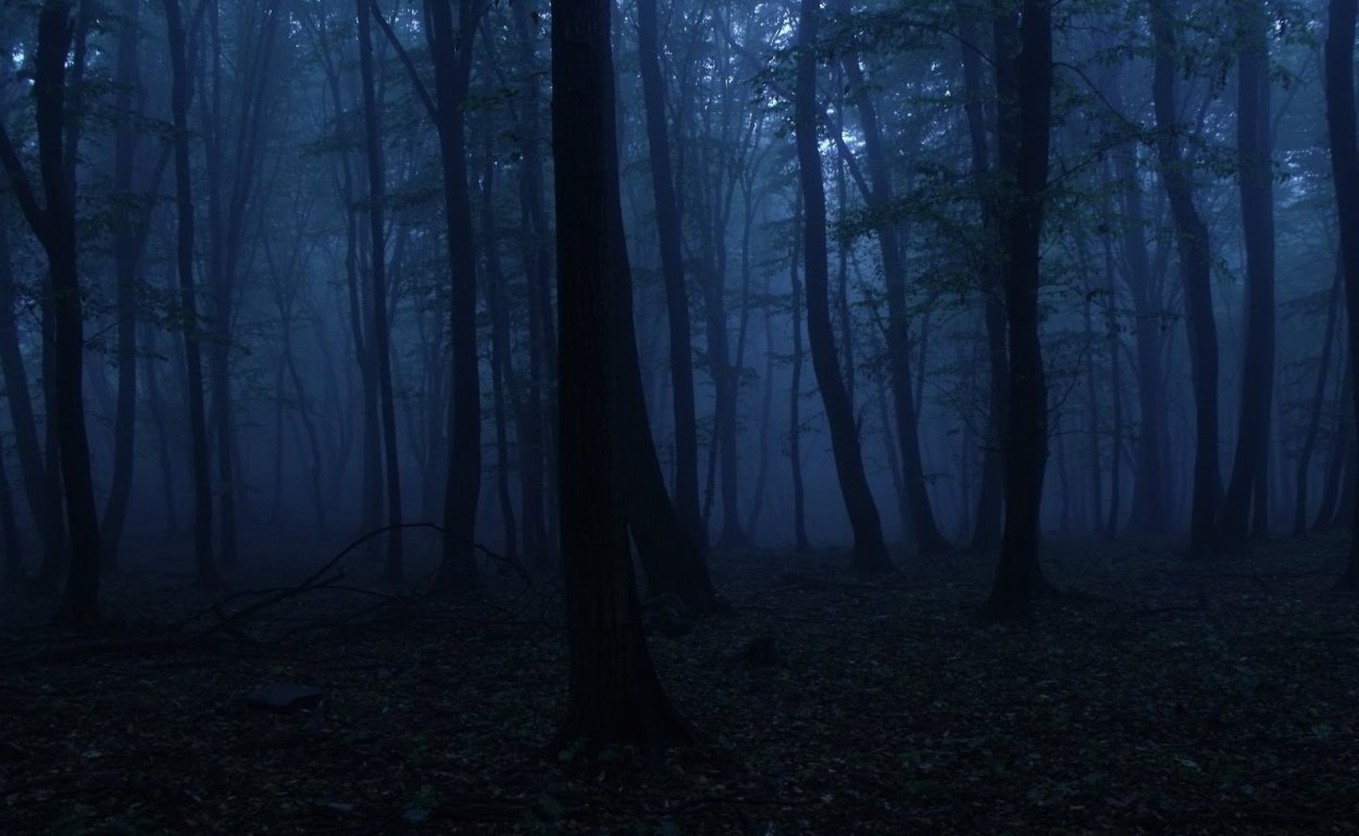 Мрачный ночной лес