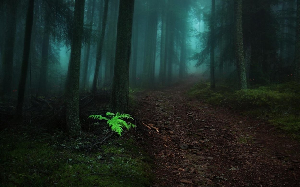 Темный лес Геншин