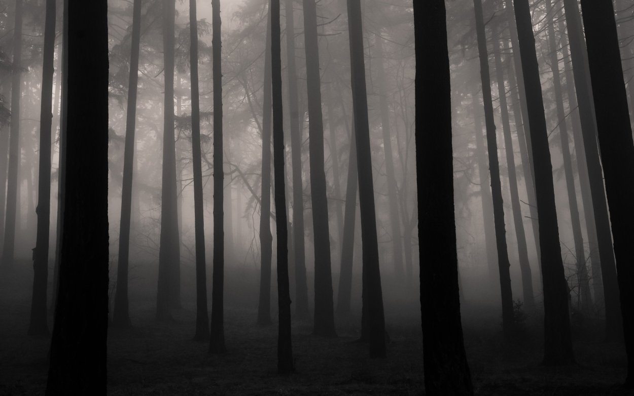 Мрачный лес