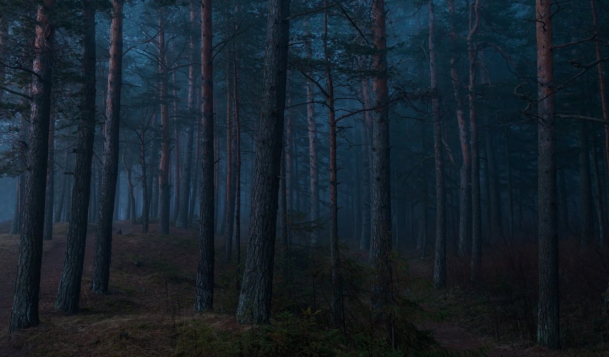 Темный лес / the Woods