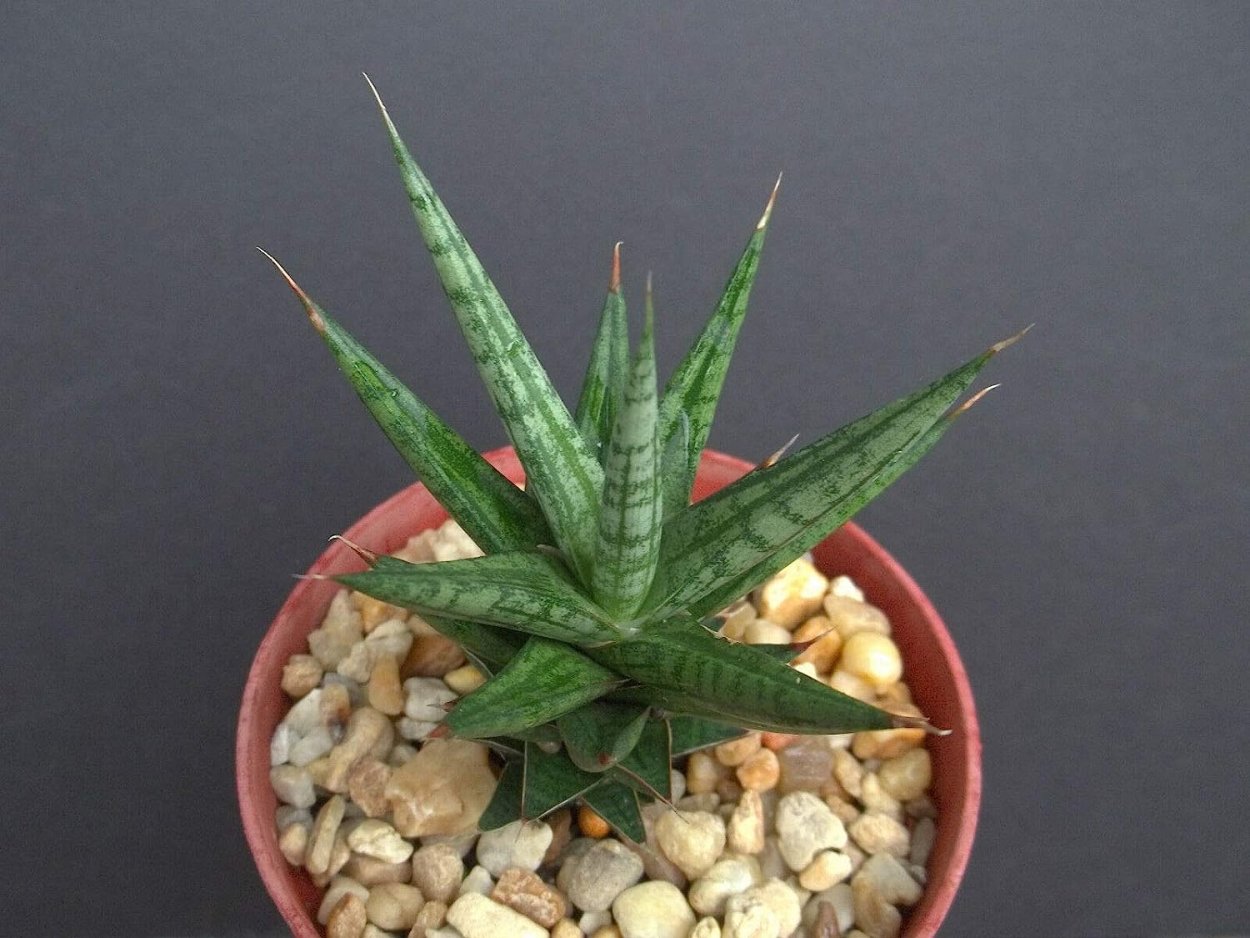 Сансевиерия щучий хвост