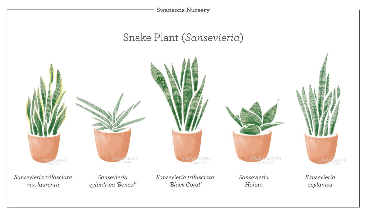 Сансевиерия оушен